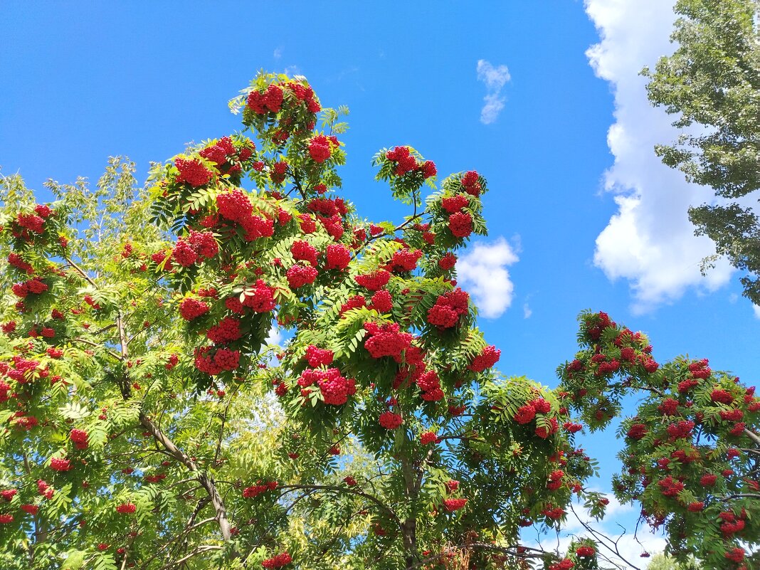 Красная рябина - Надежда 