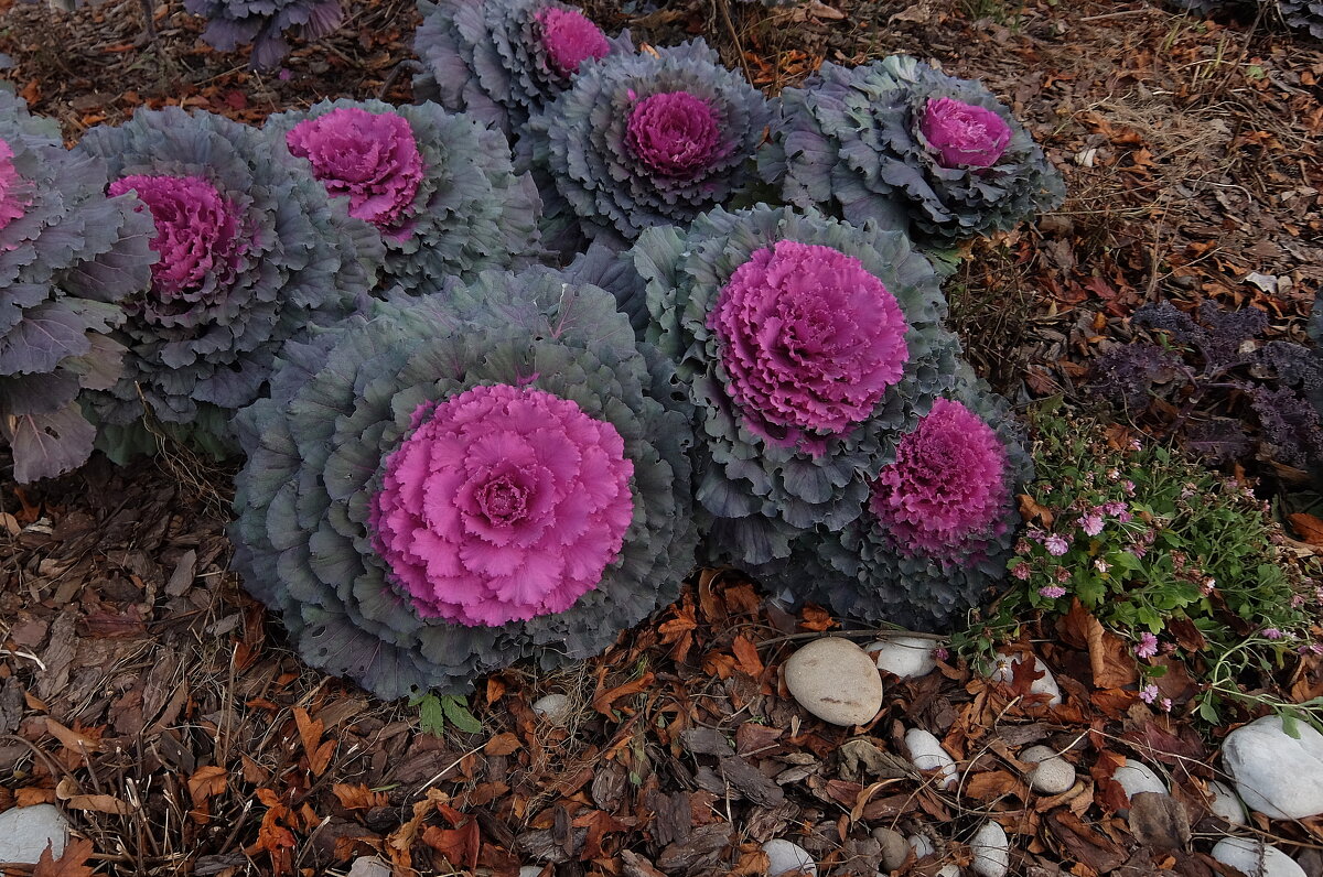 Цветы осенние последние, цветут особой красотой. - Люба Цветы осенние последние, цветут особой красотой. - Люба