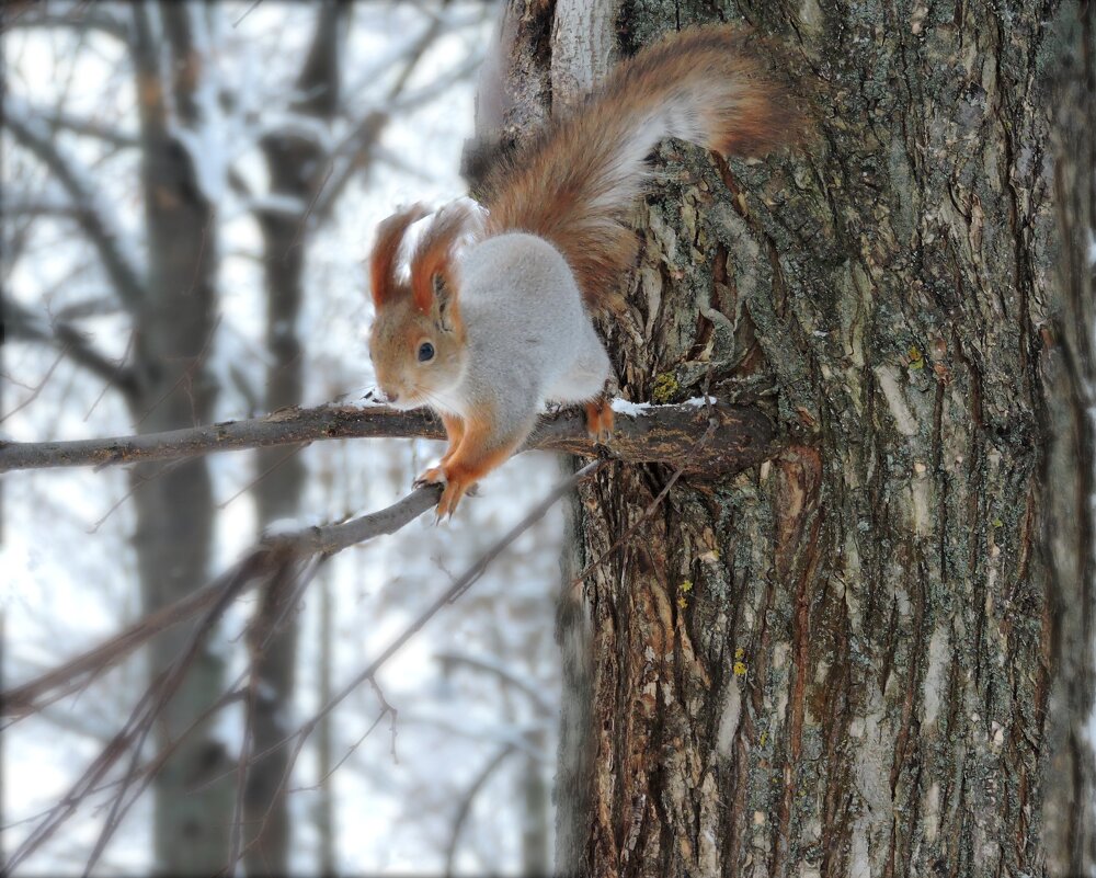 Ох уж эти белки... - Мария Васильева