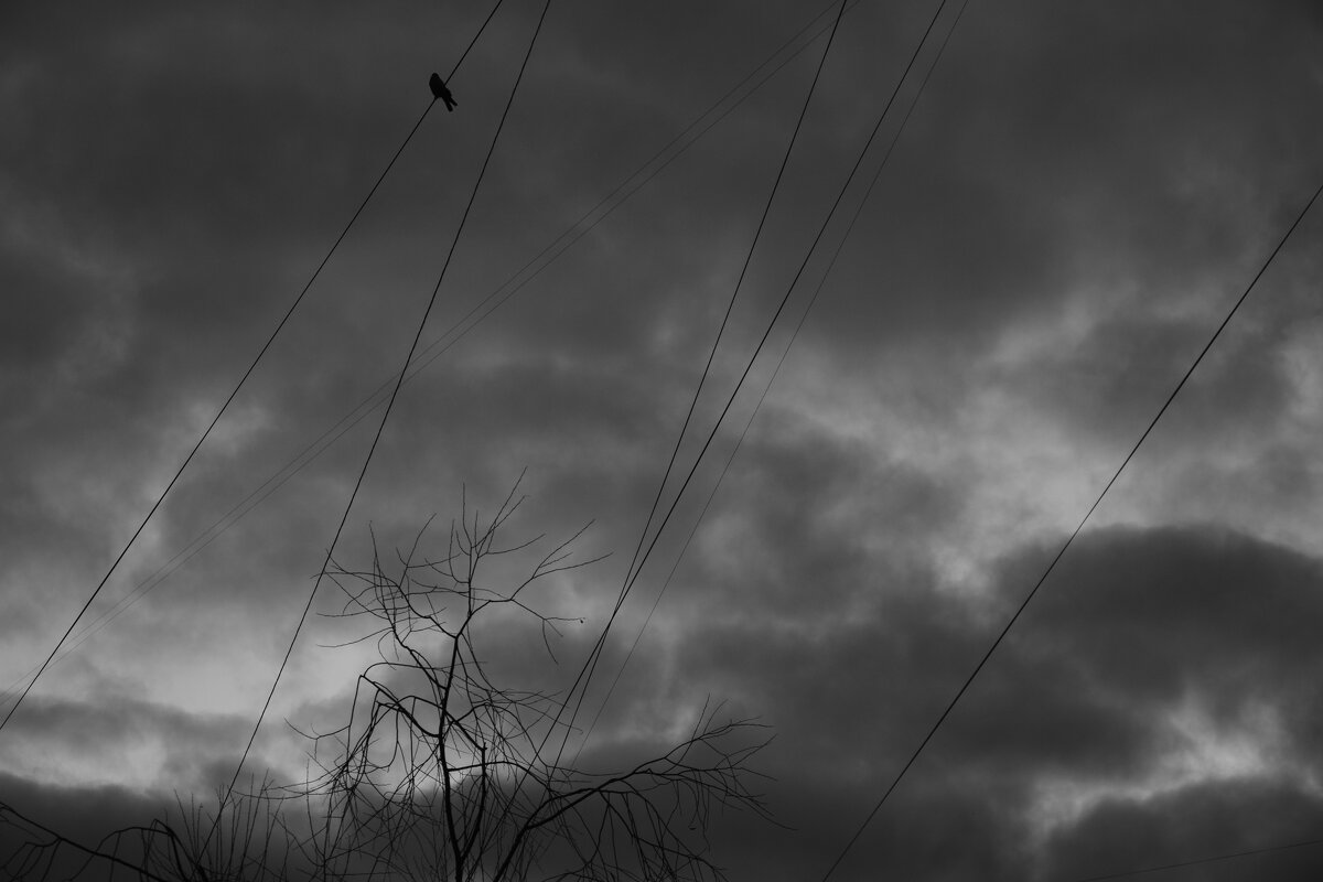 Птица в небе - Мария Яковлева