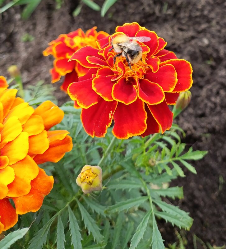 Тагетис и пчела. - Ирина ***