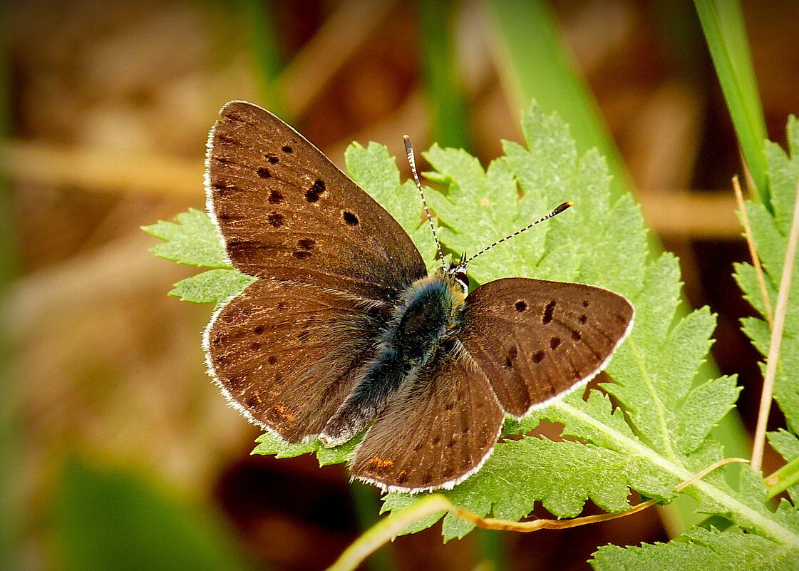 опять про бабочек...74 - Александр Прокудин