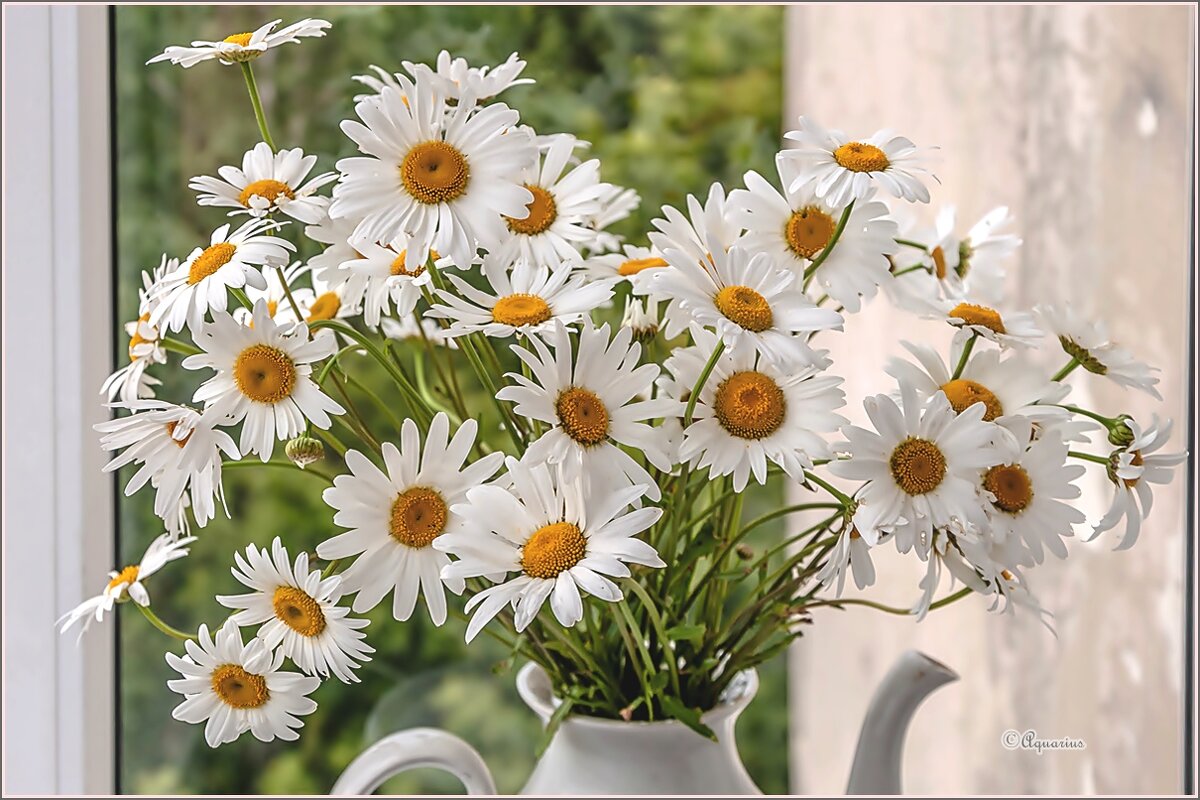 Про лето и ромашки ... - Aquarius - Сергей