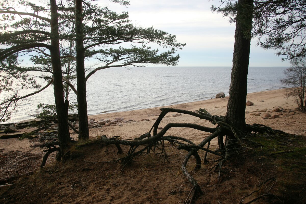 Репино - Наталья Герасимова