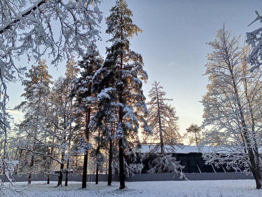 Зима - Сапсан 