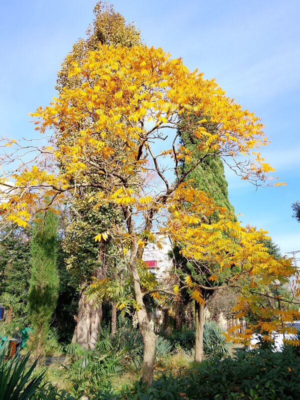 ноябрь - Tata Wolf