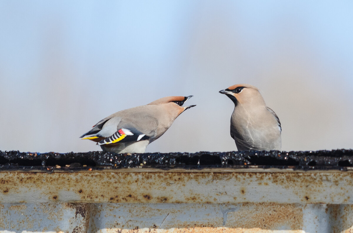 Небольшой скандал - Виктор Иванович Чернюк Небольшой скандал - Виктор Иванович Чернюк