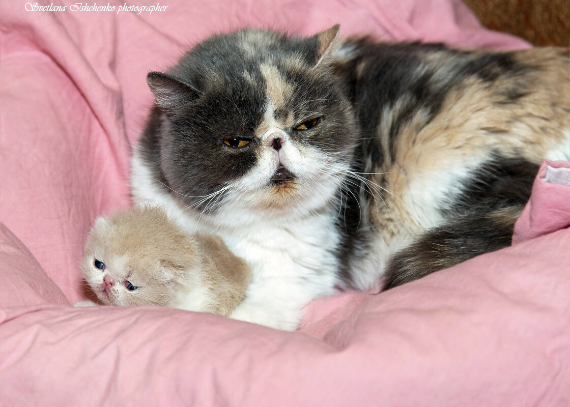 Кевин - Светлана Ищенко