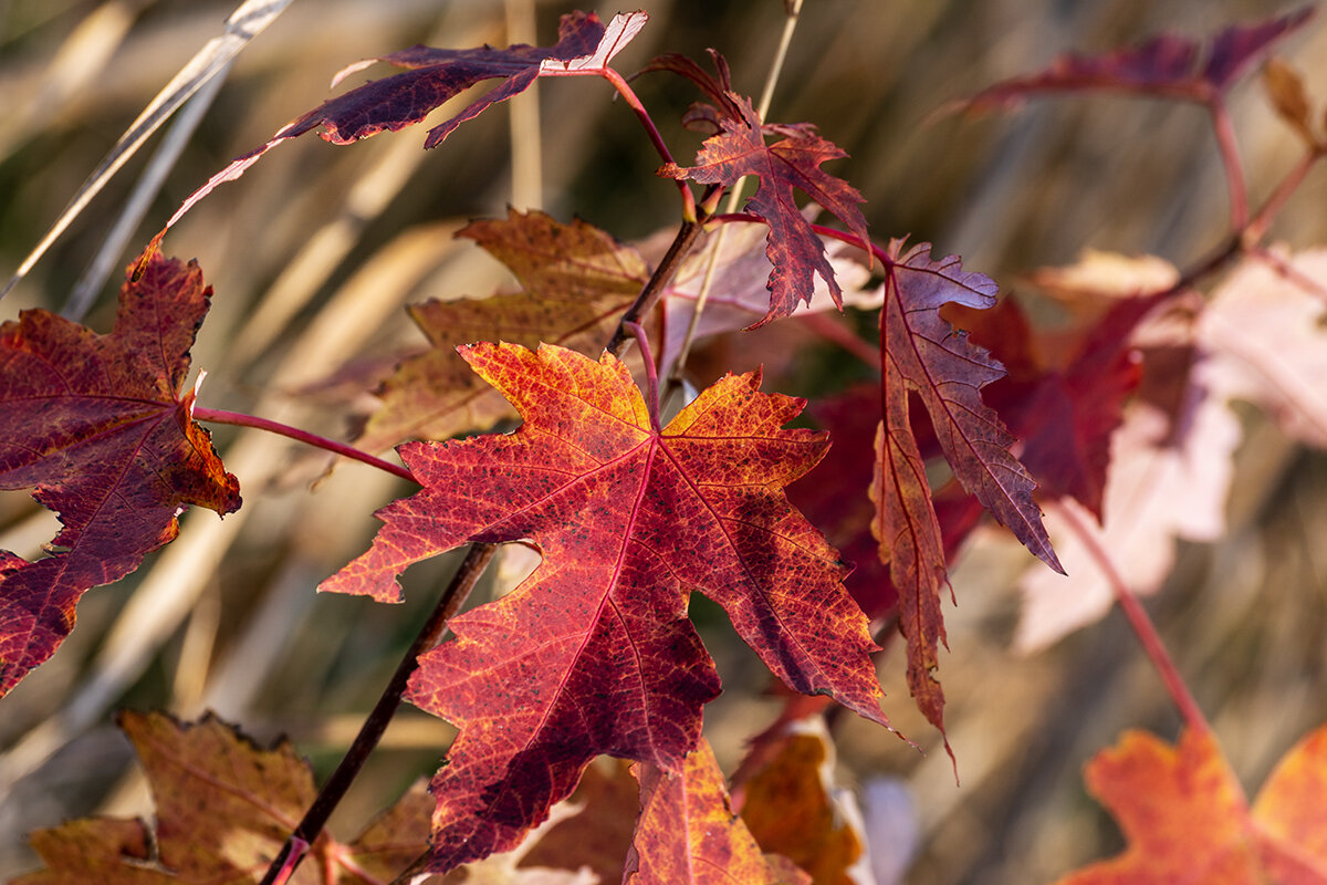 Клен - Игорь Сикорский
