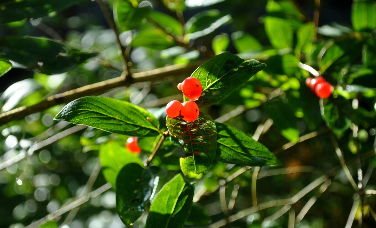 Не хватает солнца? Добавим из архива! - AleksSPb Лесниченко
