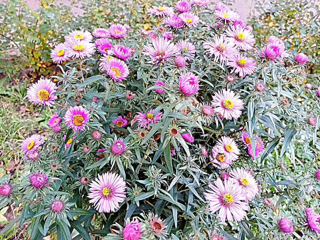 Цветы. Осень. - Владимир Драгунский