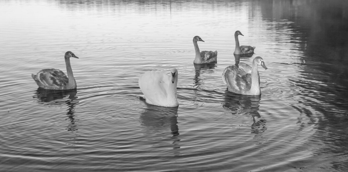 Лебеди - Олег Загорулько Лебеди - Олег Загорулько