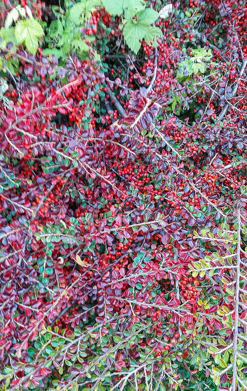 Бусинки! - Варвара 