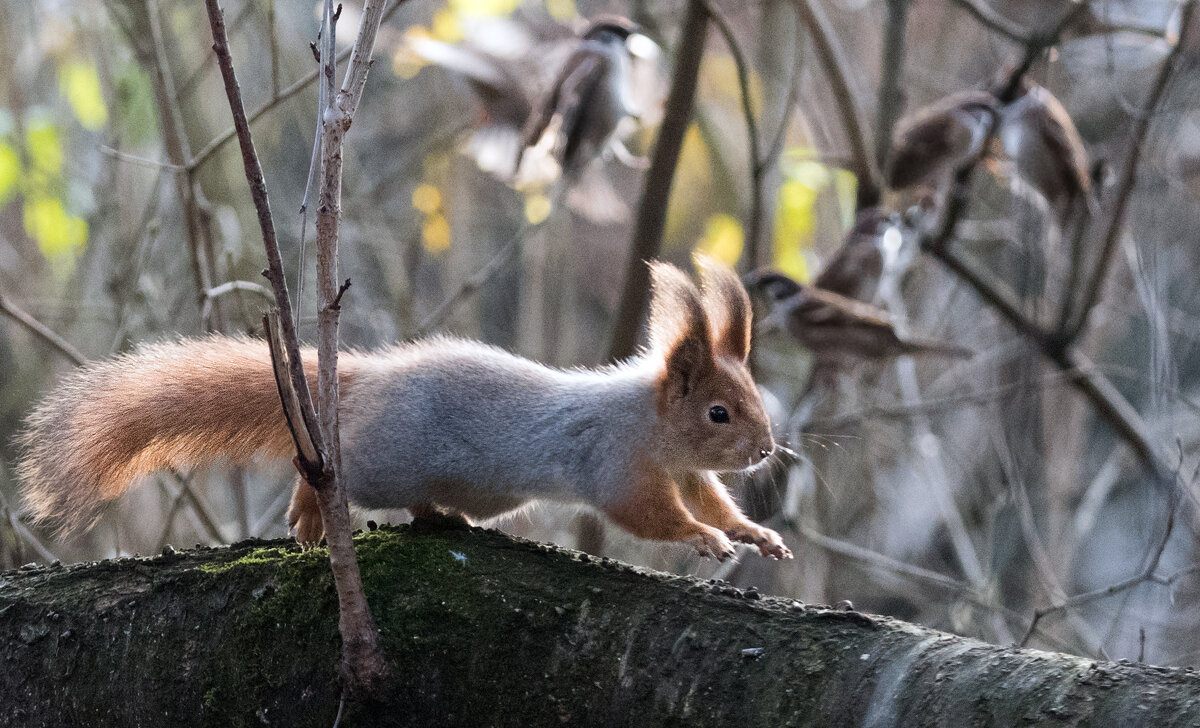 *** - Владимир Безбородов