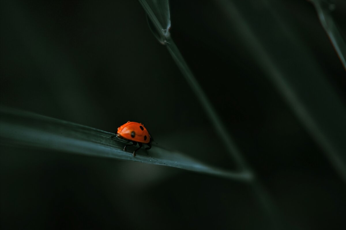 Божья коровка - Анастасия Ильина