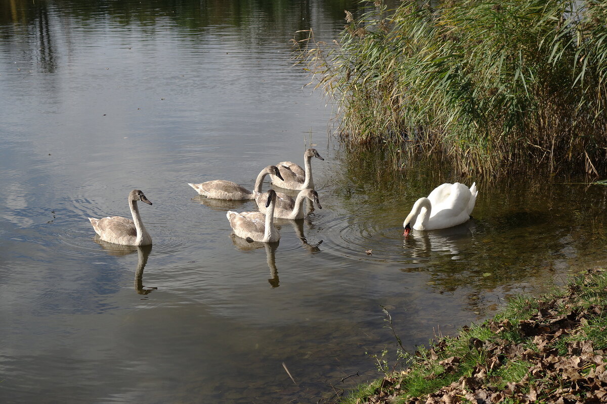 Лебеди в городском парке - Рита Симонова