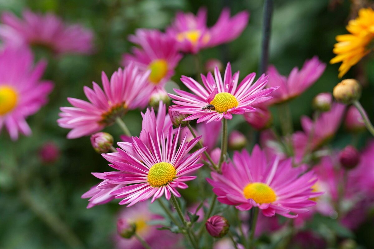 Из Никитского сада - Татьяна Тюменка