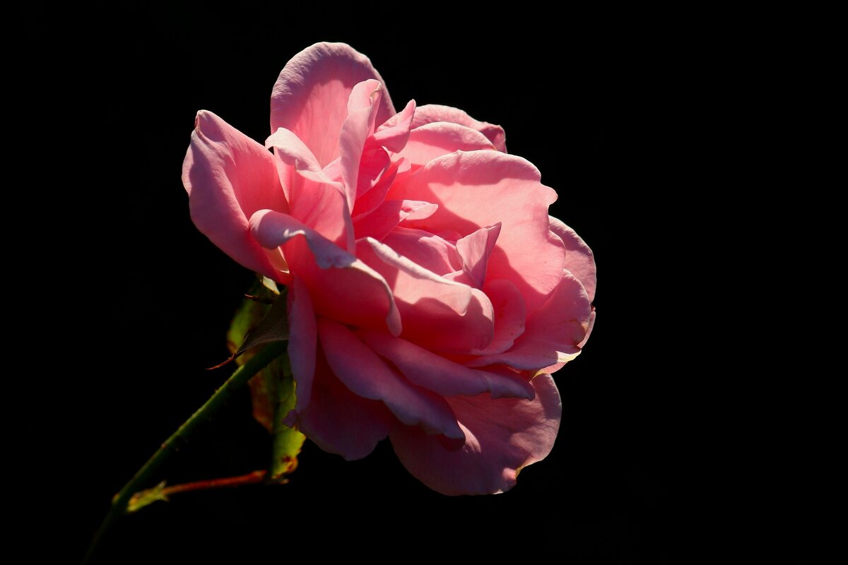 Доброе утро - Юрий. Шмаков Доброе утро - Юрий. Шмаков