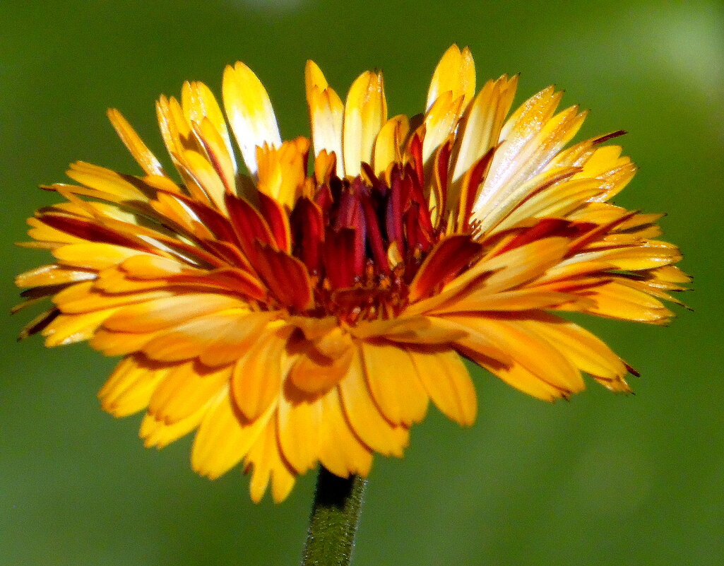 Календулка. - nadyasilyuk Вознюк Календулка. - nadyasilyuk Вознюк