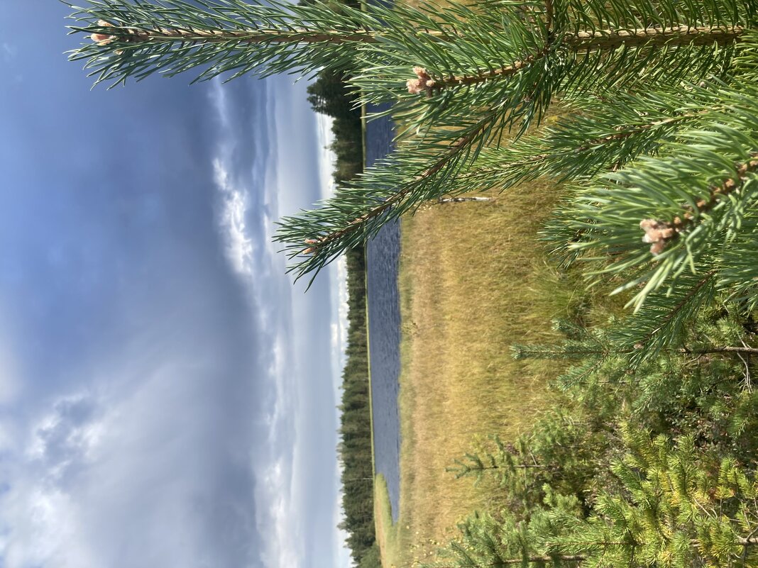 Озеро - Ольга Савельева 