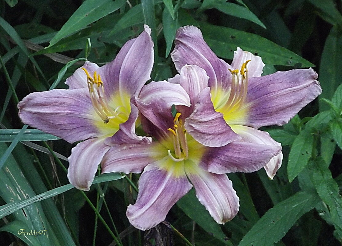 Лилейники - Freddy 97