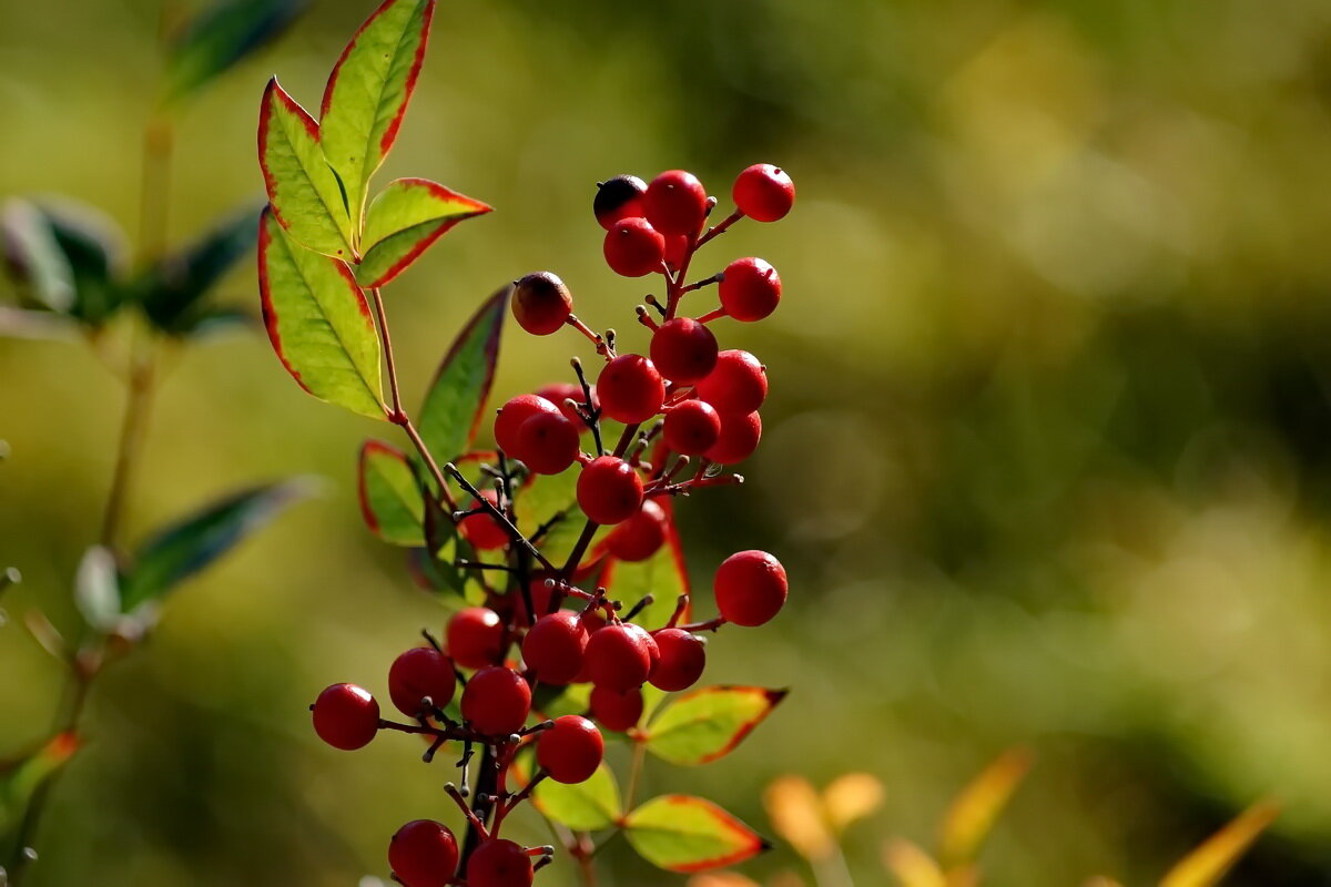 В парке... - Николай Саржанов