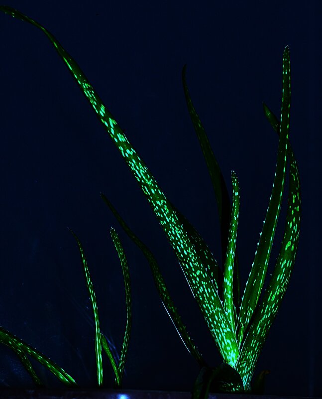 107 - Василий Палий