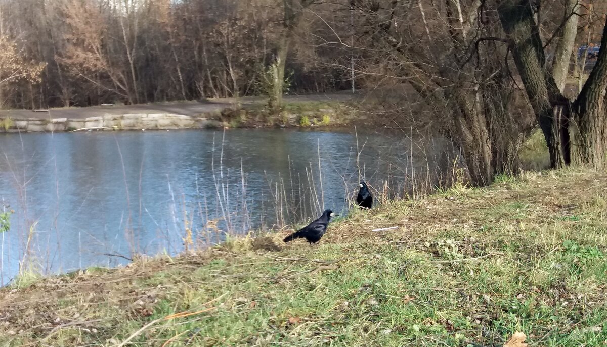 Грачи не хотят улетать - Galina Solovova