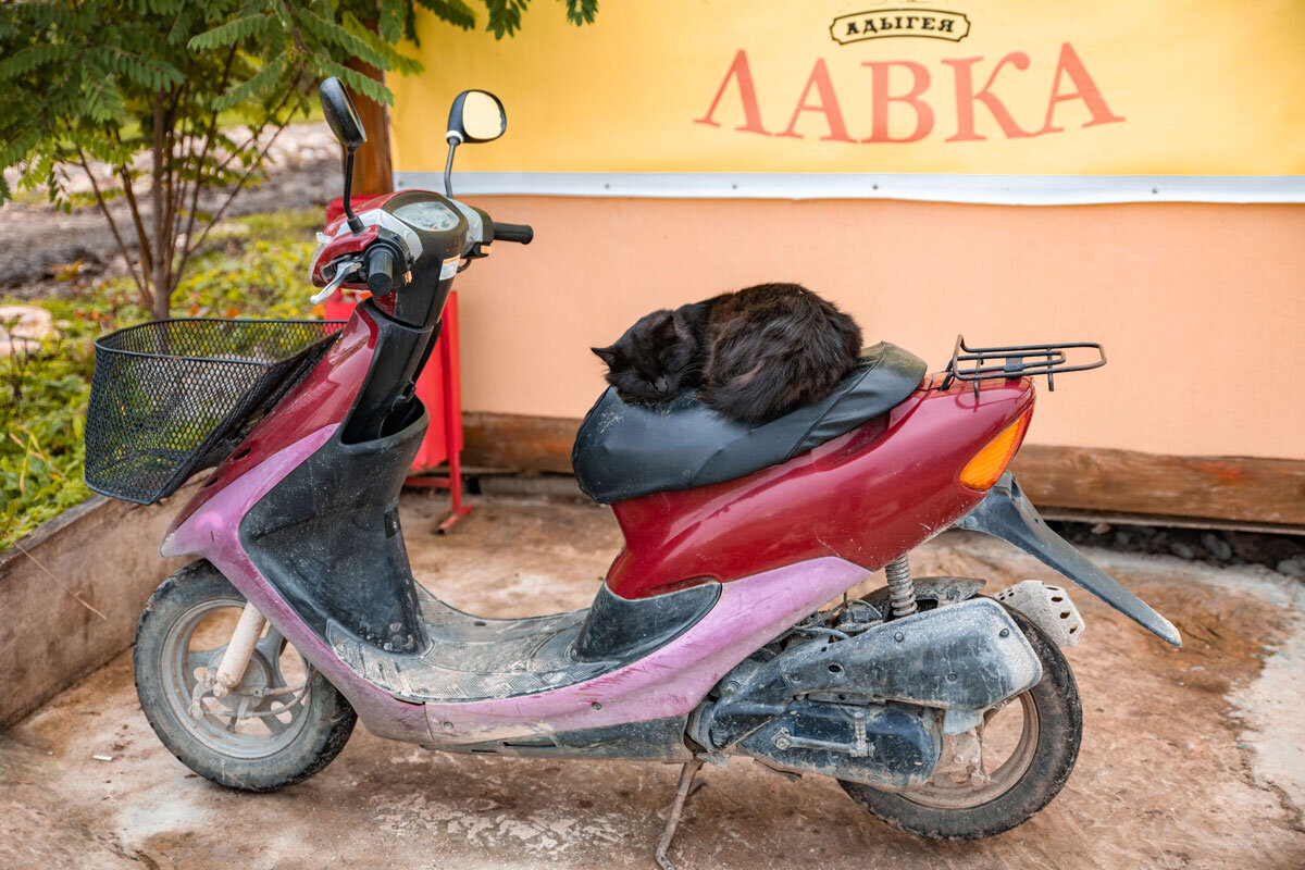 Котобайк... - Дина Евсеева