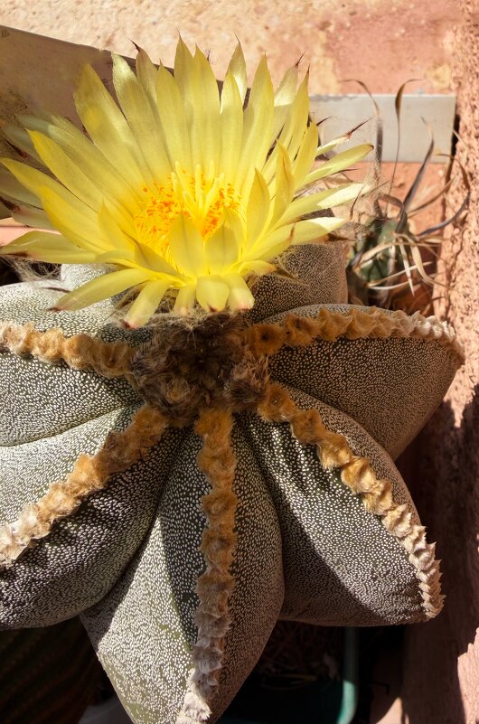 21 ноября, пофиг, цветём! - Александр Деревяшкин