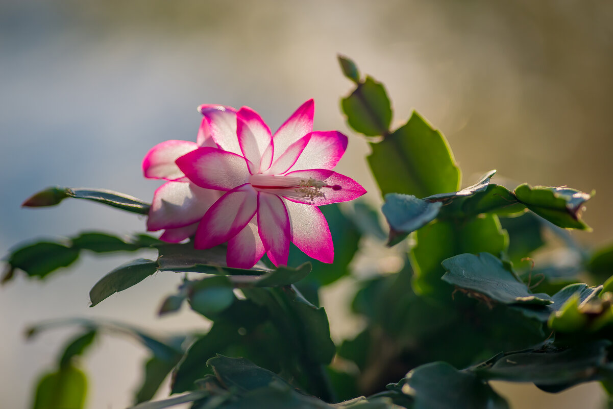 Декабрист таки зацвёл.... - Sergey (Apg)