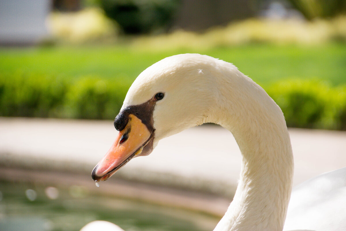 Лебядь - Максим 