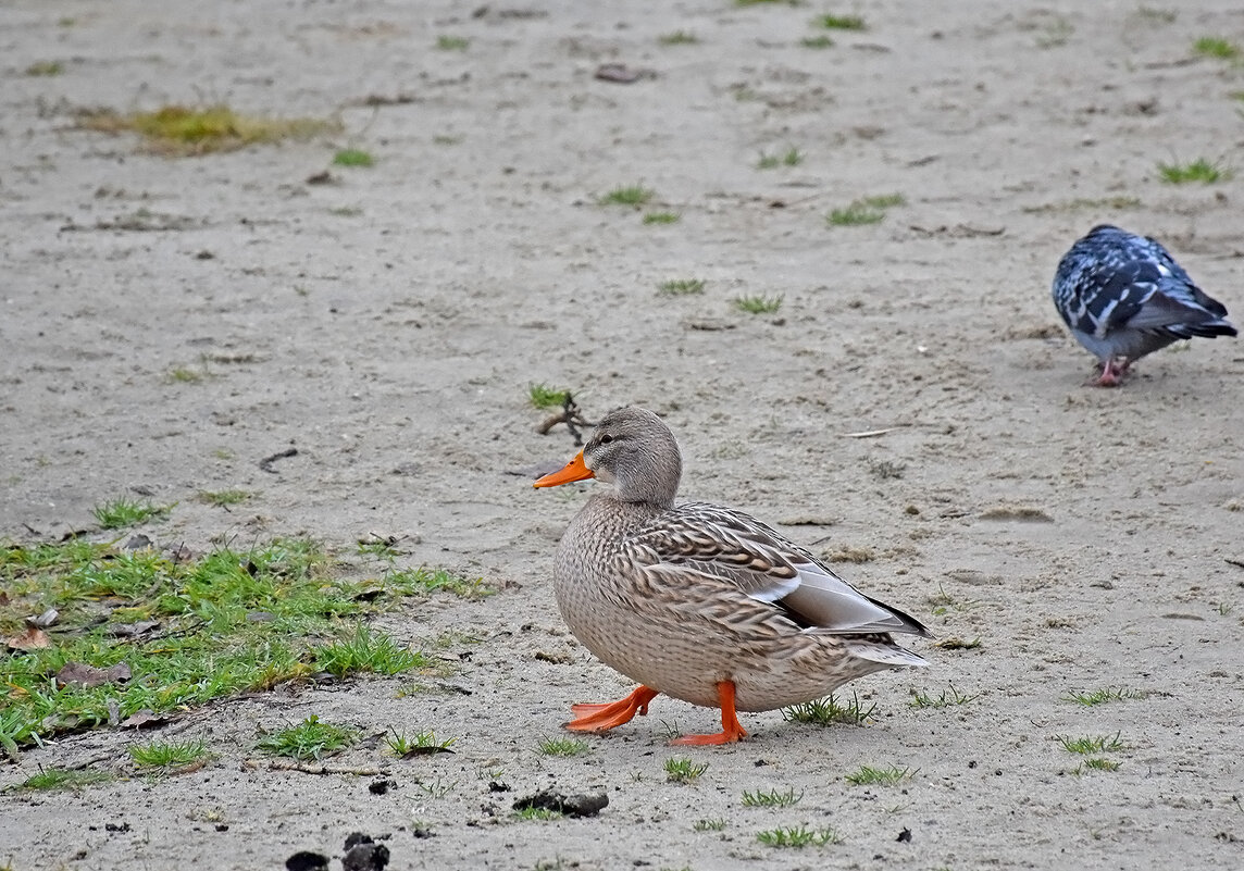 Спешу на фотосессию! - Валентина  Нефёдова 