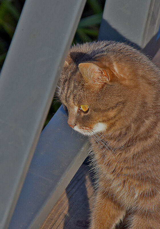 Сколько рыбок в реке! - Валентина  Нефёдова 