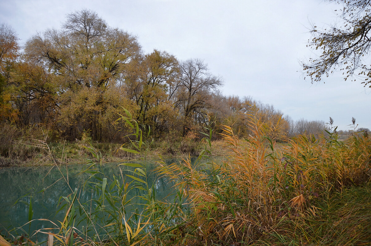 Камыши, камыши — что-то шепчут в тиши... - Надежда Куркина 