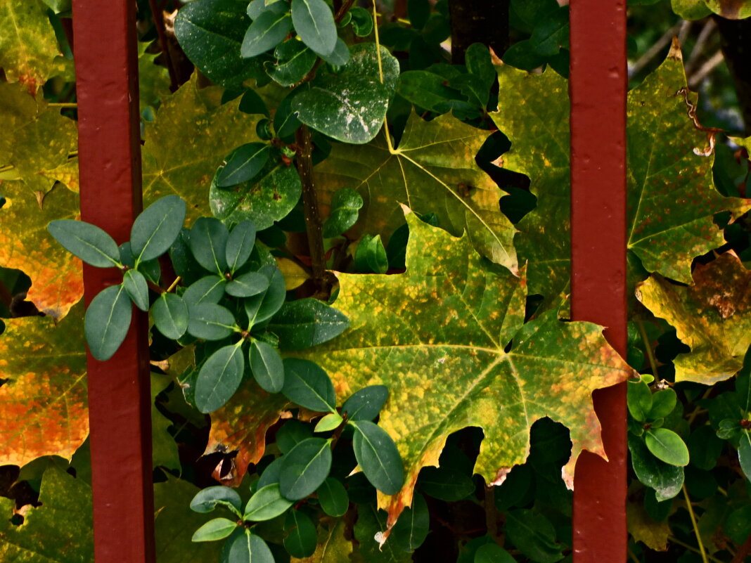 Осень 63 - Алексей Кузнецов