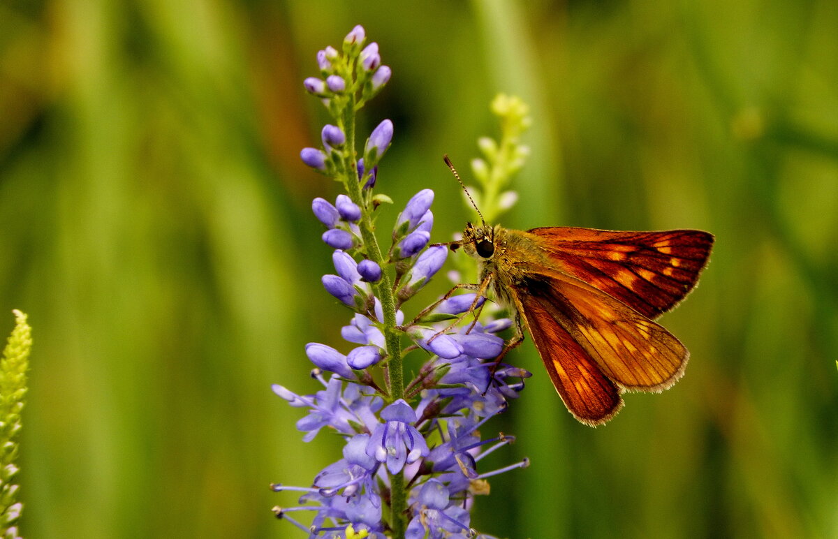 опять про бабочек...78 - Александр Прокудин