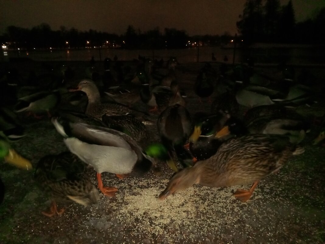 Утки - Сапсан 