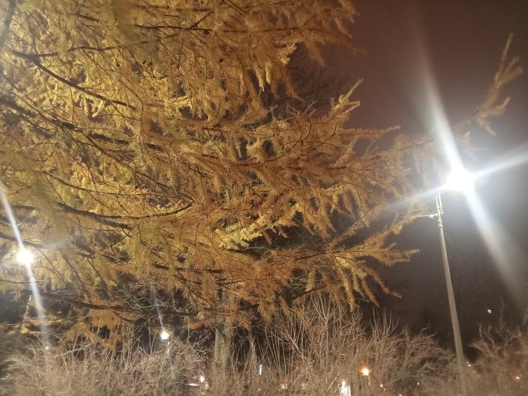 Осень - Сапсан 