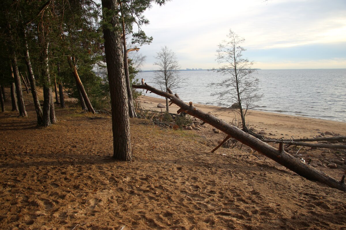 Репино - Наталья Герасимова