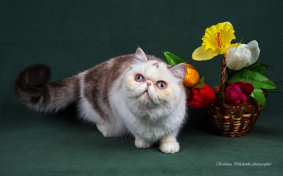 Матильда - Светлана Ищенко