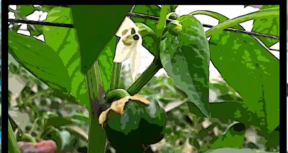 114 (157) - CLOSE WAYS ALL