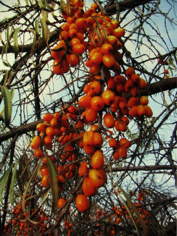 Облепиха осенняя - Людмила Смородинская Облепиха осенняя - Людмила Смородинская