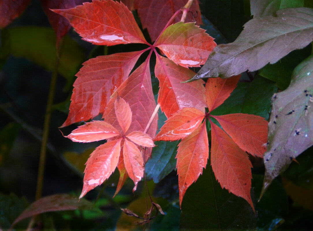 *** - Лера *** - Лера