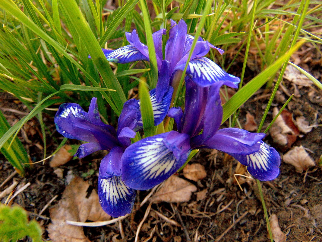 Цветы весны. - nadyasilyuk Вознюк Цветы весны. - nadyasilyuk Вознюк