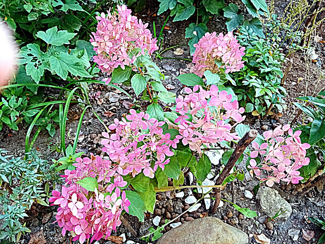 Цветы - Владимир Драгунский Цветы - Владимир Драгунский