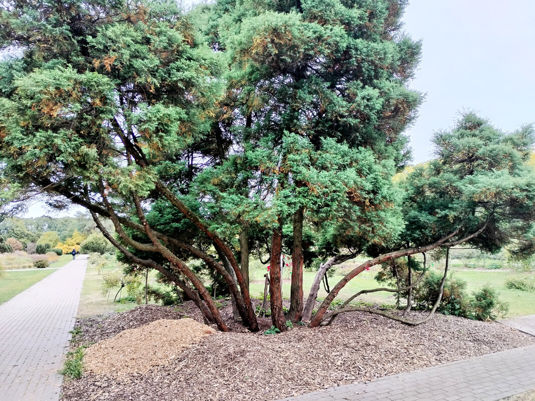 Деревце - Валерий Пославский