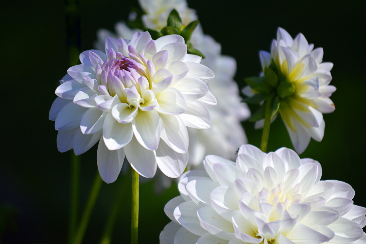 Георгины в моём саду - Татьяна Лютаева