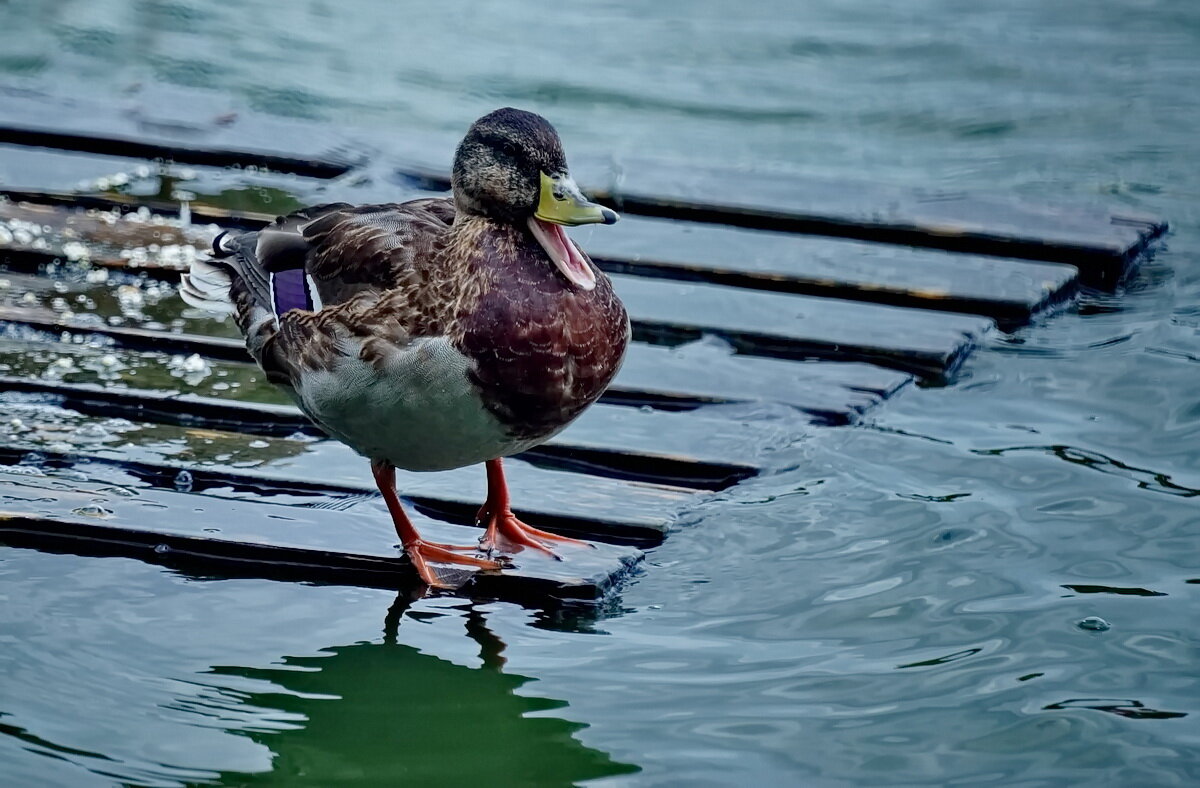 Кушаааать... - Николай Саржанов