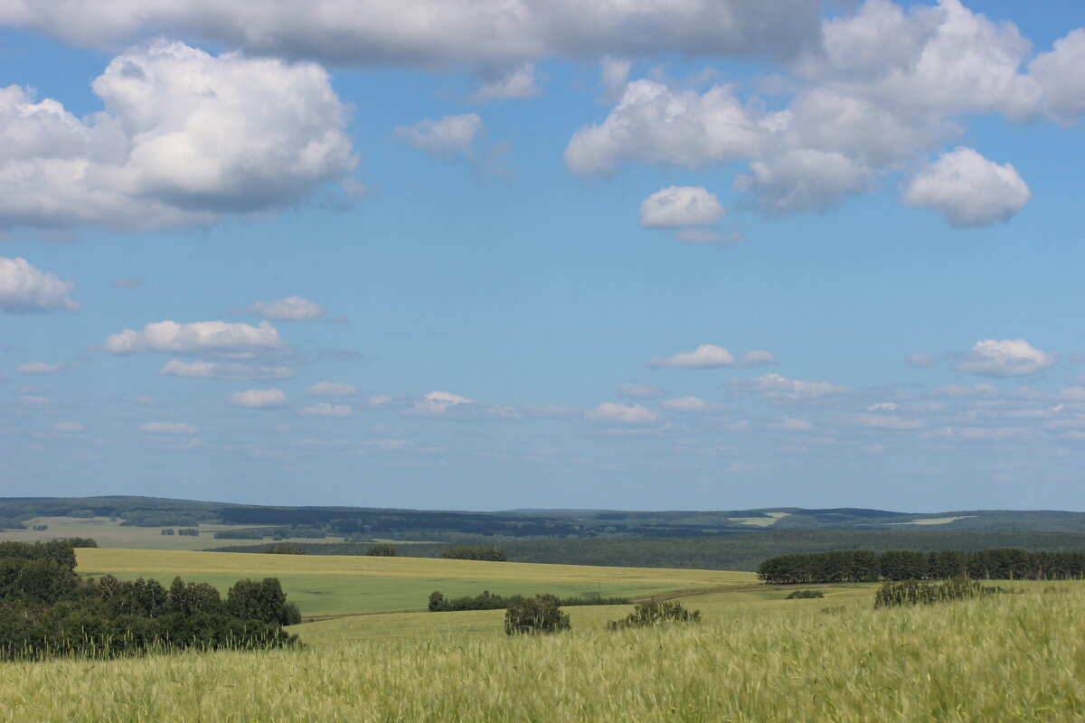 лето в разгаре - Ольга Гомзина